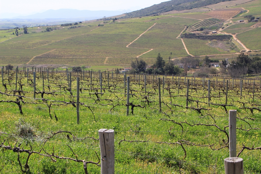 5 Bedroom Property for Sale in Stellenbosch Farms Western Cape